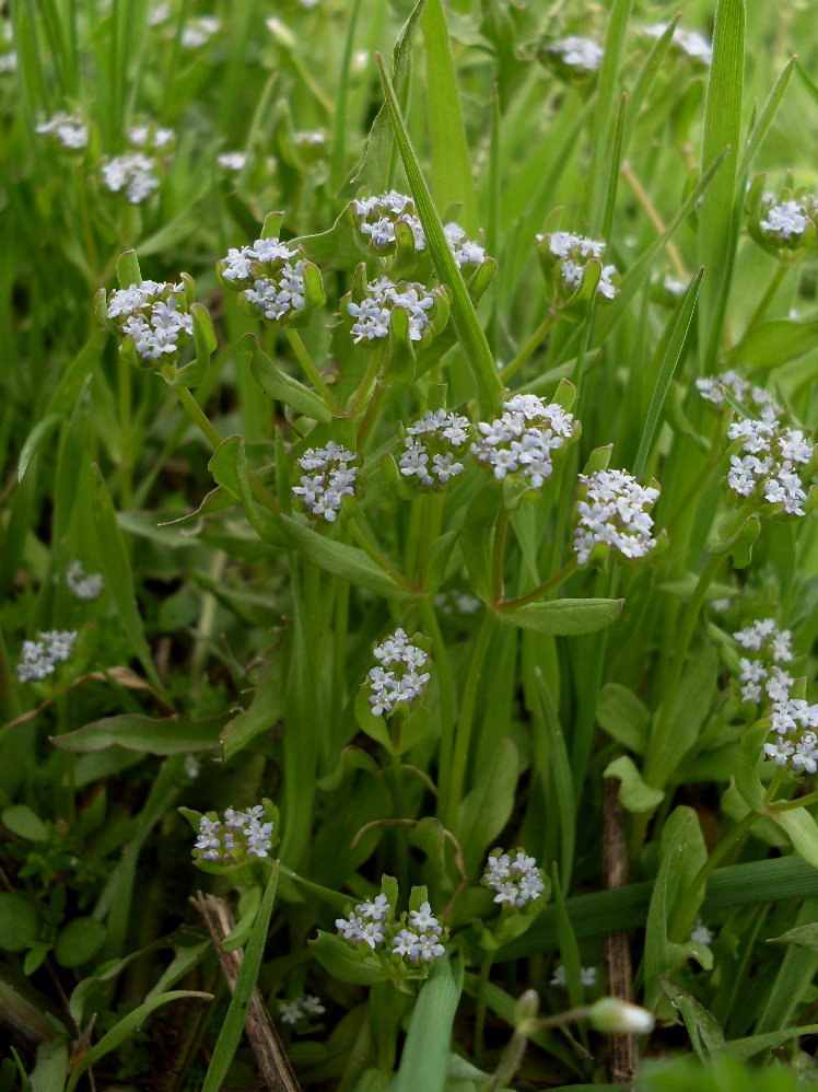 Изображение особи Valerianella locusta.