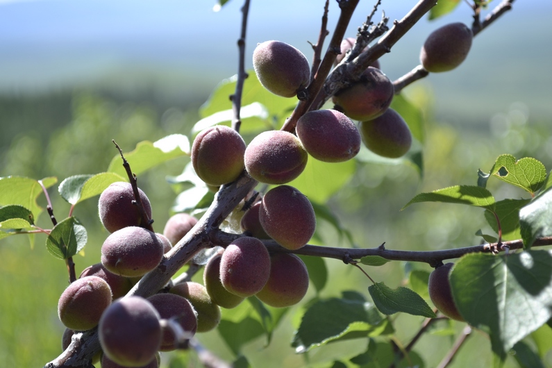 Изображение особи Armeniaca sibirica.