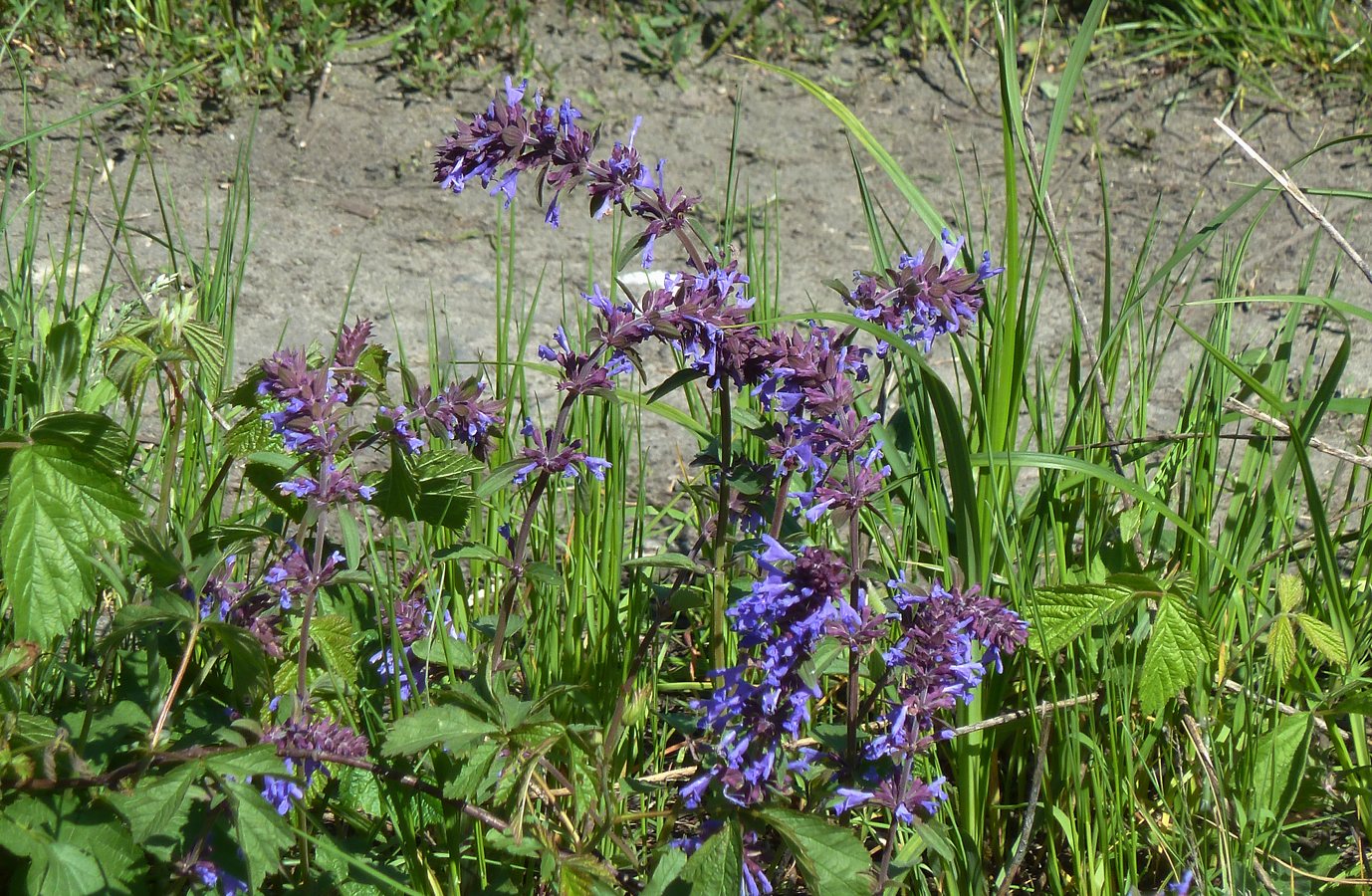 Изображение особи Dracocephalum nutans.