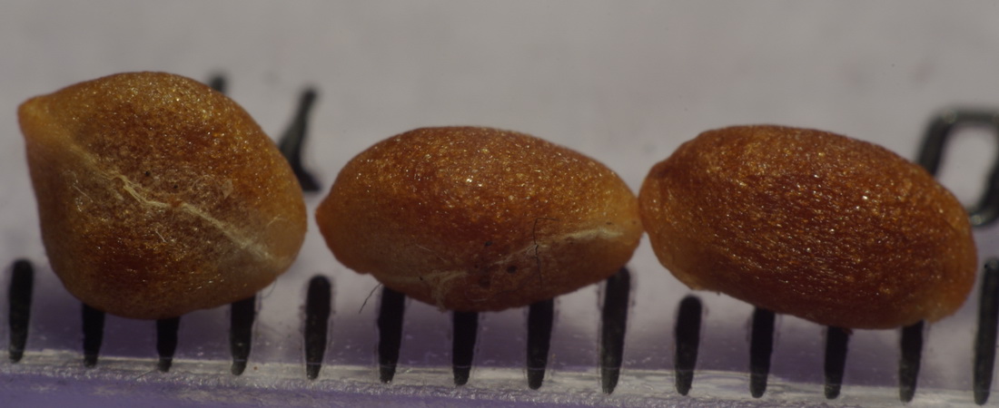 Image of Colchicum triphyllum specimen.