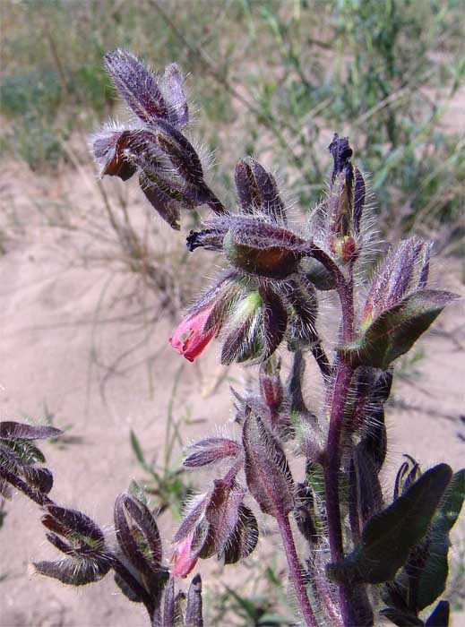 Image of Onosma polychroma specimen.