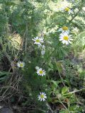 Tripleurospermum inodorum. Цветущее растение. Украина, Луганская обл., г. Кировск, обочина дороги. Июнь 2012 г.