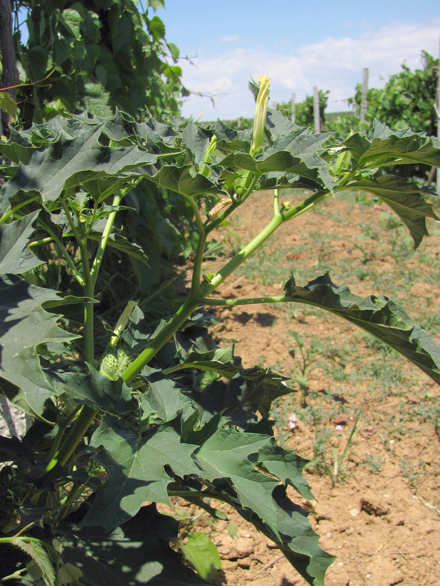 Image of Datura stramonium specimen.