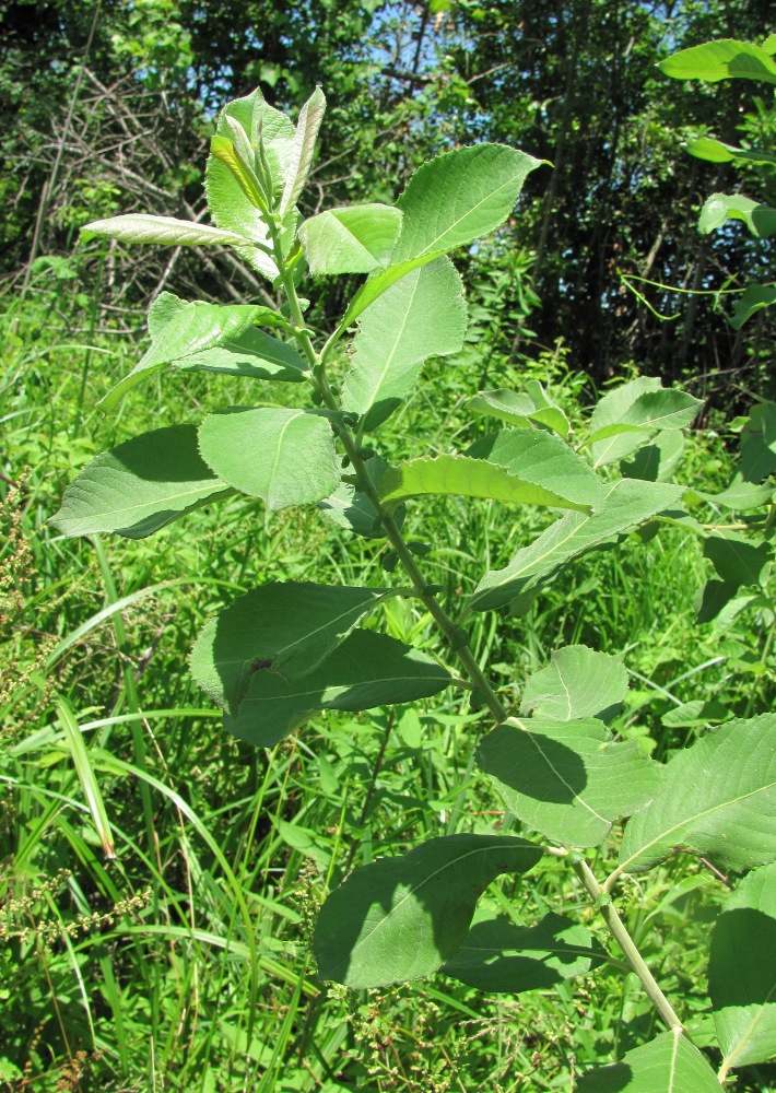 Image of Salix cinerea specimen.