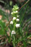 Goodyera repens. Соцветие. Горный Крым, Бабуган-Яйла. 9 июля 2012 г.