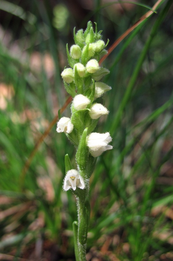 Изображение особи Goodyera repens.