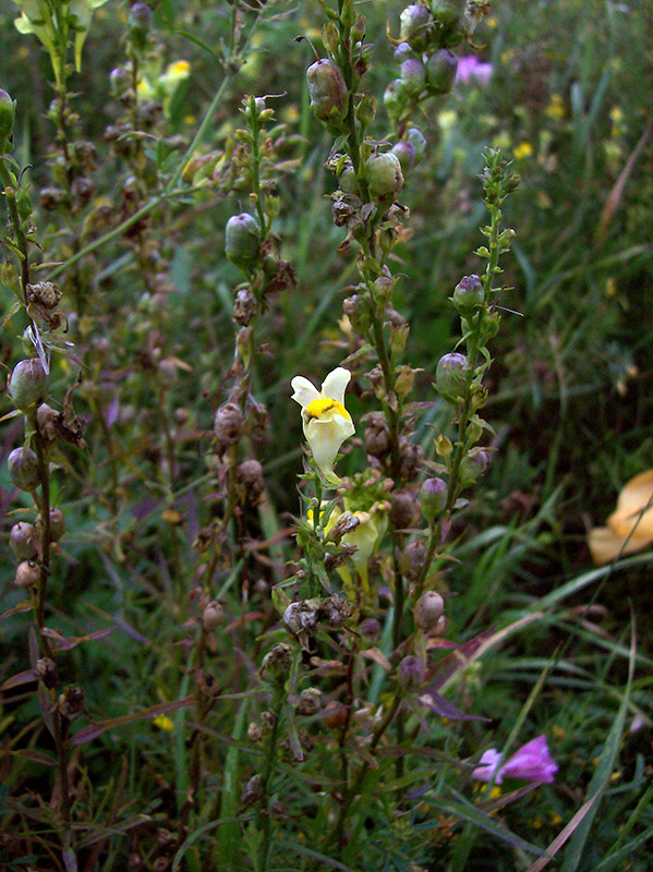 Изображение особи Linaria vulgaris.