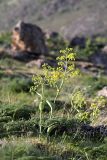 Ferula tenuisecta