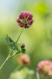 Trifolium hybridum. Верхушка растения с соцветиями. Краснодарский край, окр. Горячего ключа, хр. Котх. 22.07.2012.