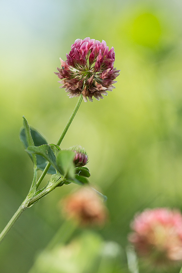 Изображение особи Trifolium hybridum.