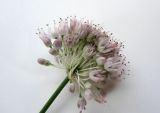 Allium lineare