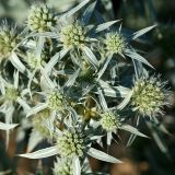 Eryngium campestre. Часть соцветия. Волгоградская обл., Дубовский р-н, окр. лагеря \"Зелёная волна\". 18.07.2012.