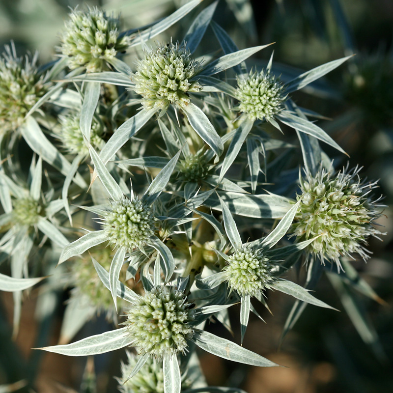 Изображение особи Eryngium campestre.