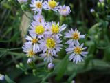 Tripolium pannonicum