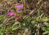 Thymus bashkiriensis. Верхушка цветущего растения. Татарстан, г. Бавлы, остепнённый склон. 09.09.2012.