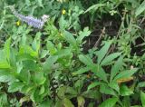 Veronicastrum sibiricum