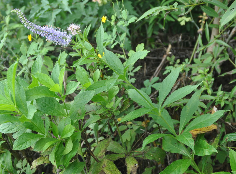 Изображение особи Veronicastrum sibiricum.