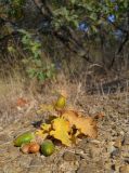 Quercus pubescens. Опавшие зрелые плоды и веточка с листьями в осенней окраске. Южный берег Крыма, окр. пгт Малый Маяк, лиственный лес. 15 октября 2012 г.