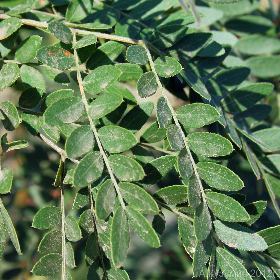 Image of Gleditsia triacanthos specimen.