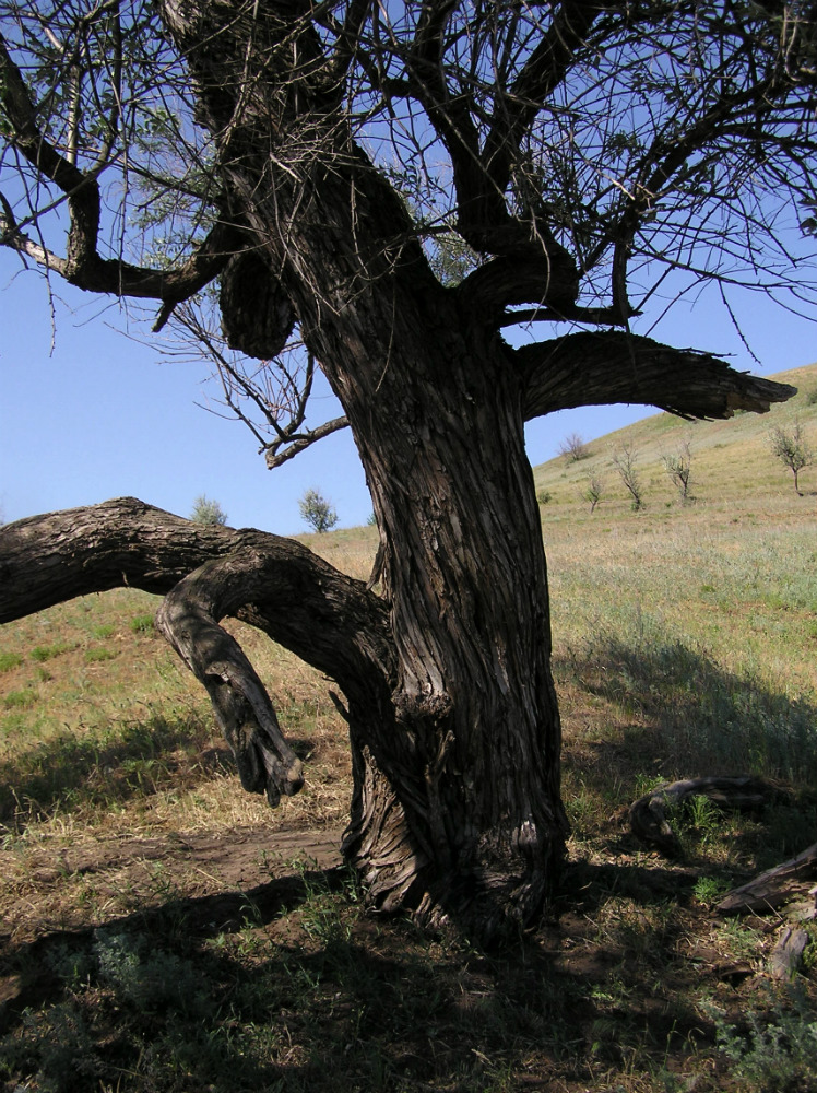 Изображение особи Elaeagnus angustifolia.