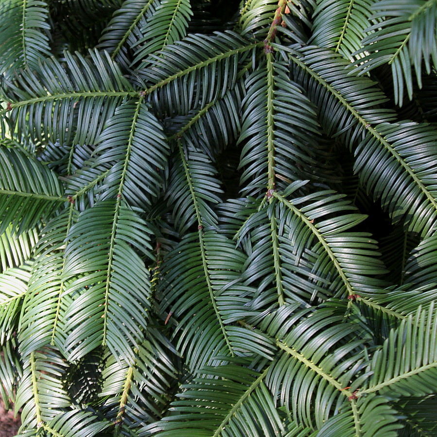 Image of Cephalotaxus harringtonia var. drupacea specimen.