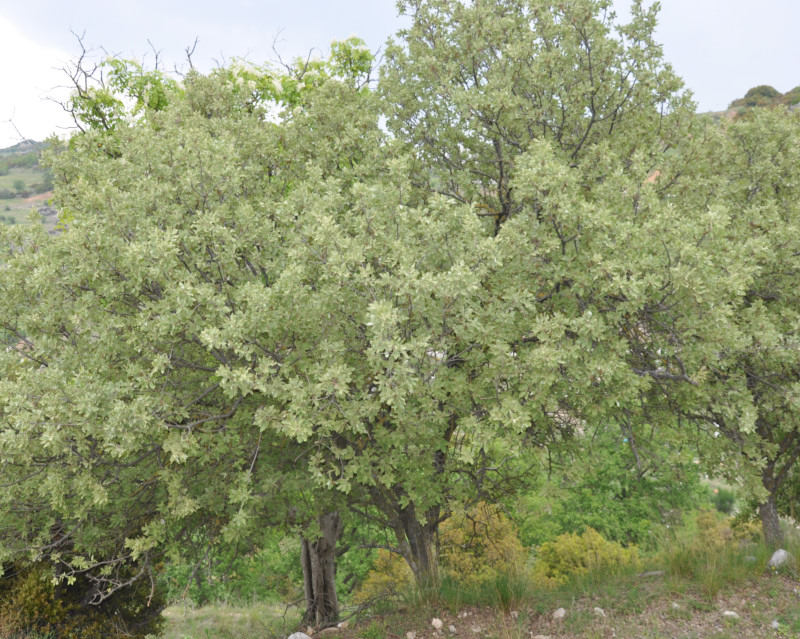 Изображение особи Quercus ithaburensis ssp. macrolepis.