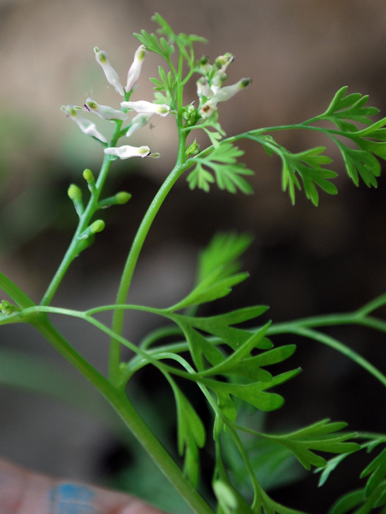 Image of Fumaria parviflora specimen.