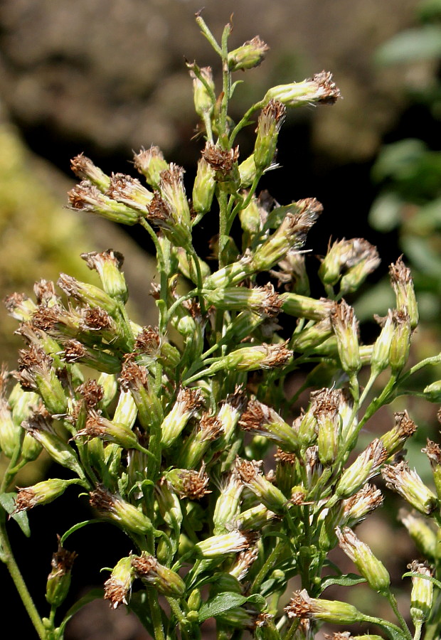 Изображение особи Solidago virgaurea.