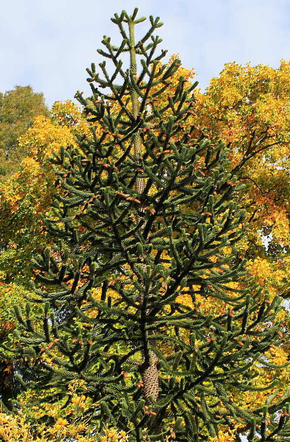 Изображение особи Araucaria araucana.