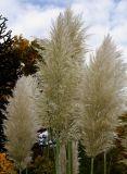 Cortaderia selloana. Соплодия. Германия, г. Krefeld, ботанический сад. 21.10.2012.