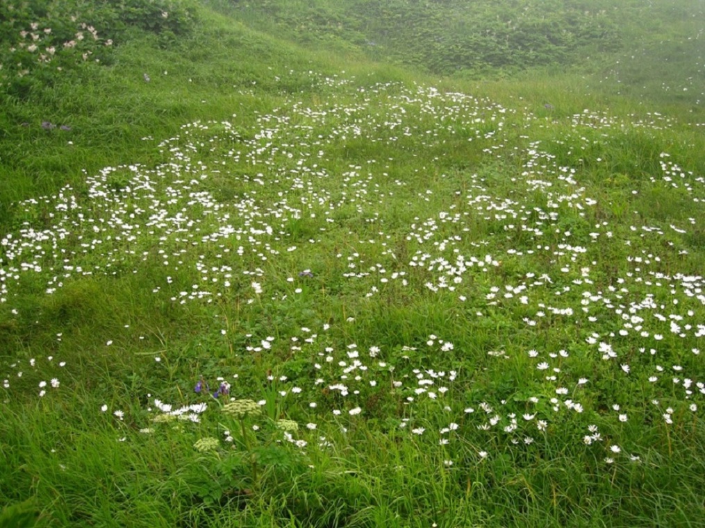 Изображение особи Arctanthemum arcticum.