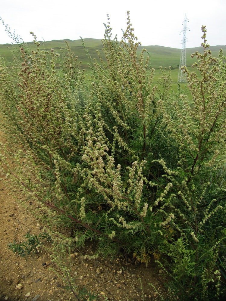 Изображение особи Artemisia desertorum.