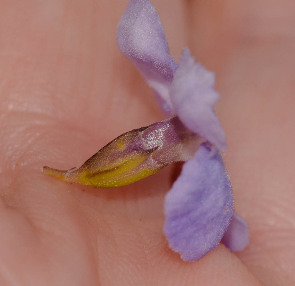 Image of Duranta erecta specimen.