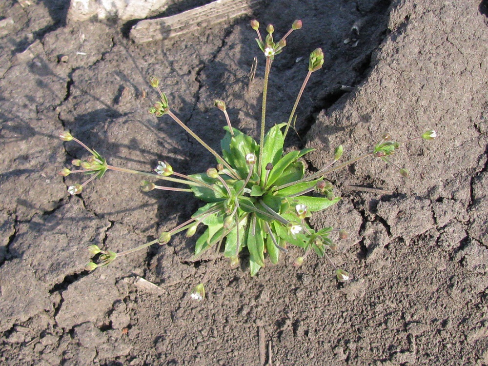 Image of Androsace elongata specimen.