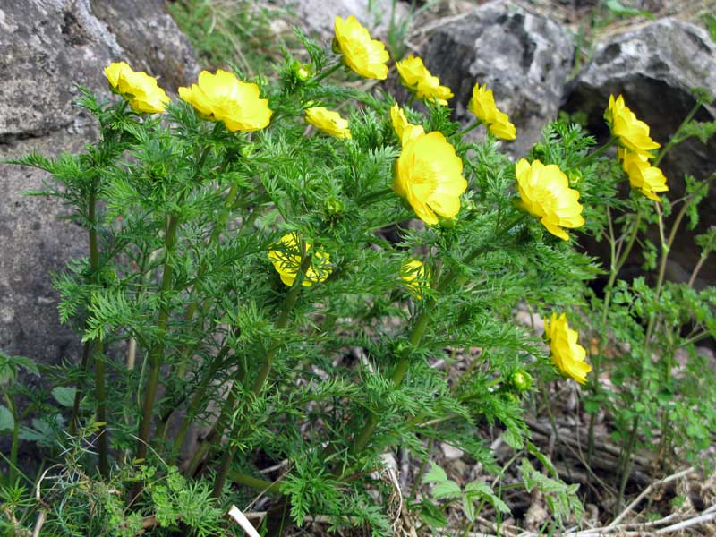 Image of Adonis apennina specimen.