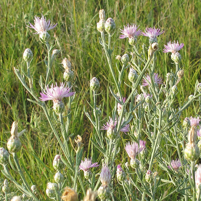 Image of Centaurea majorovii specimen.