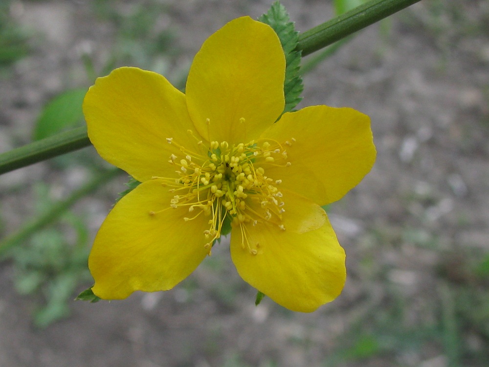 Изображение особи Kerria japonica.