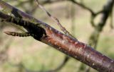 genus Betula. Часть ветки. Германия, г. Кемпен, в городском саду. 05.03.2013.