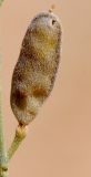 Farsetia aegyptia. Зреющий плод. Израиль, южная Арава, киббуц Элифаз, русло водотока на пустыре. 06.03.2014.