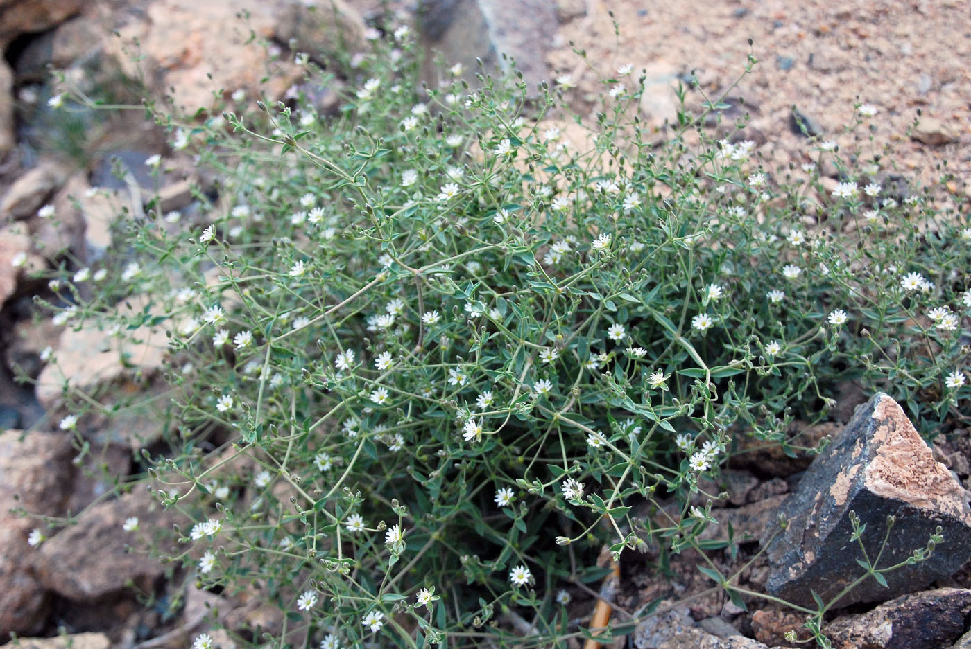 Изображение особи Stellaria amblyosepala.