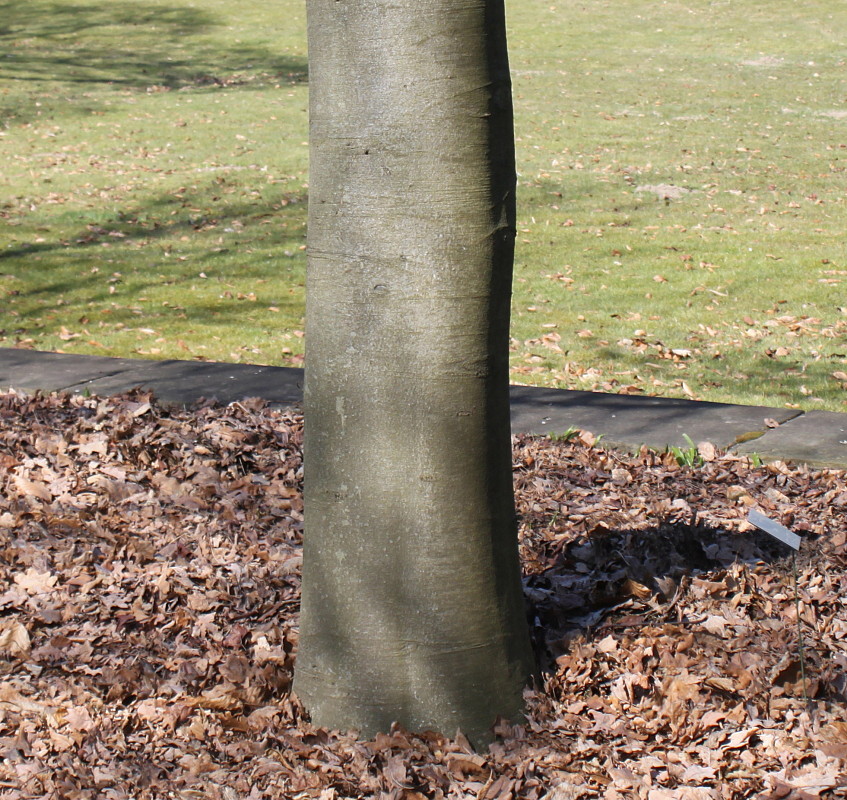 Image of Fagus sylvatica specimen.