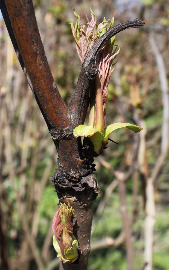 Image of Paeonia suffruticosa specimen.
