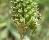 Plantago maxima. Нижняя часть соцветия. Краснодарский край, Щербиновский р-н, урочище Лиман Большой. 02.05.2013.