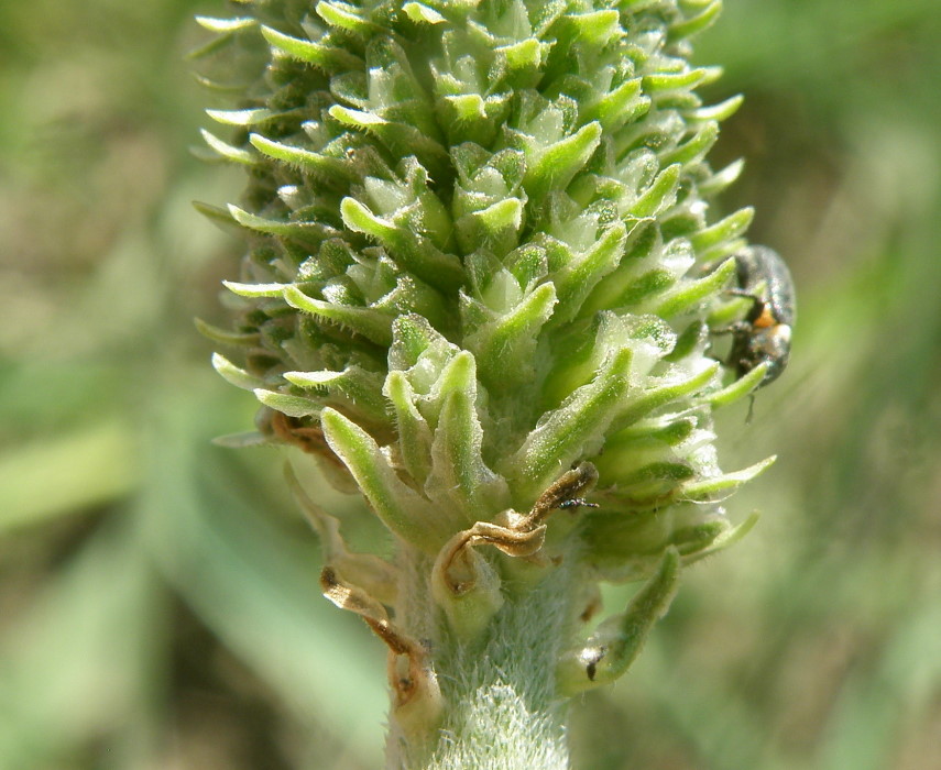 Изображение особи Plantago maxima.