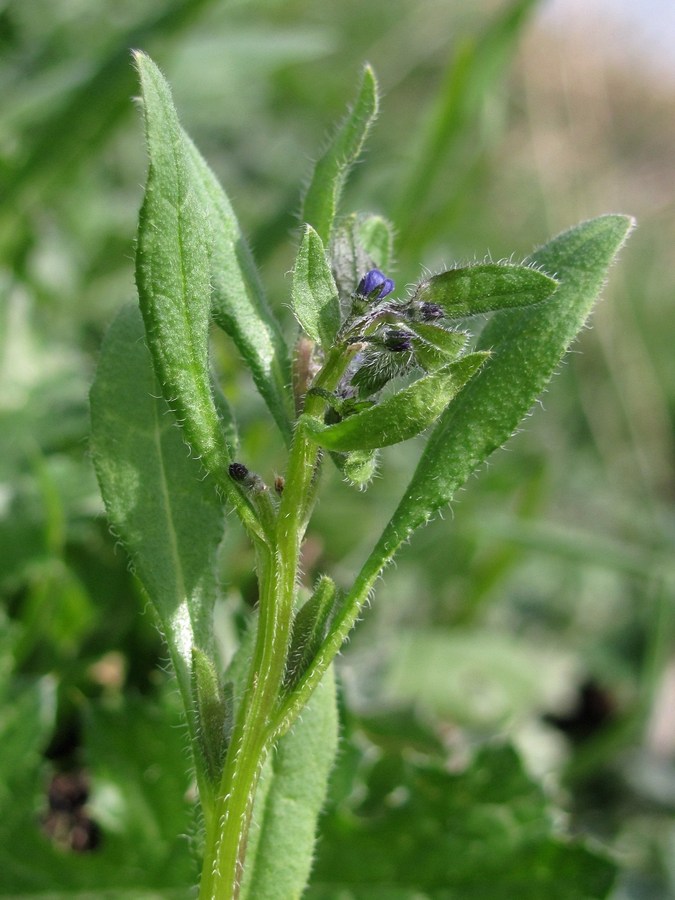 Image of Asperugo procumbens specimen.