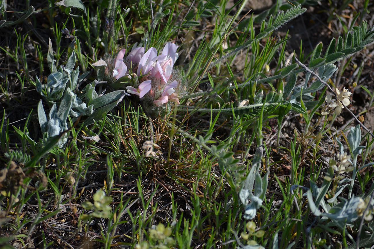 Image of Astragalus dolichophyllus specimen.