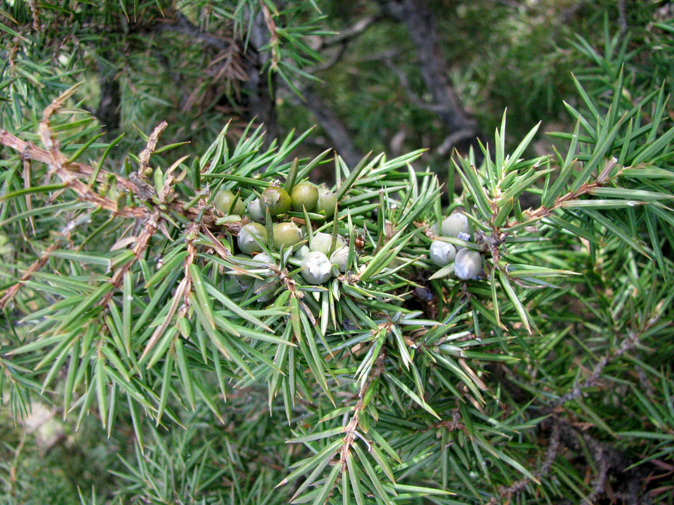 Изображение особи Juniperus hemisphaerica.