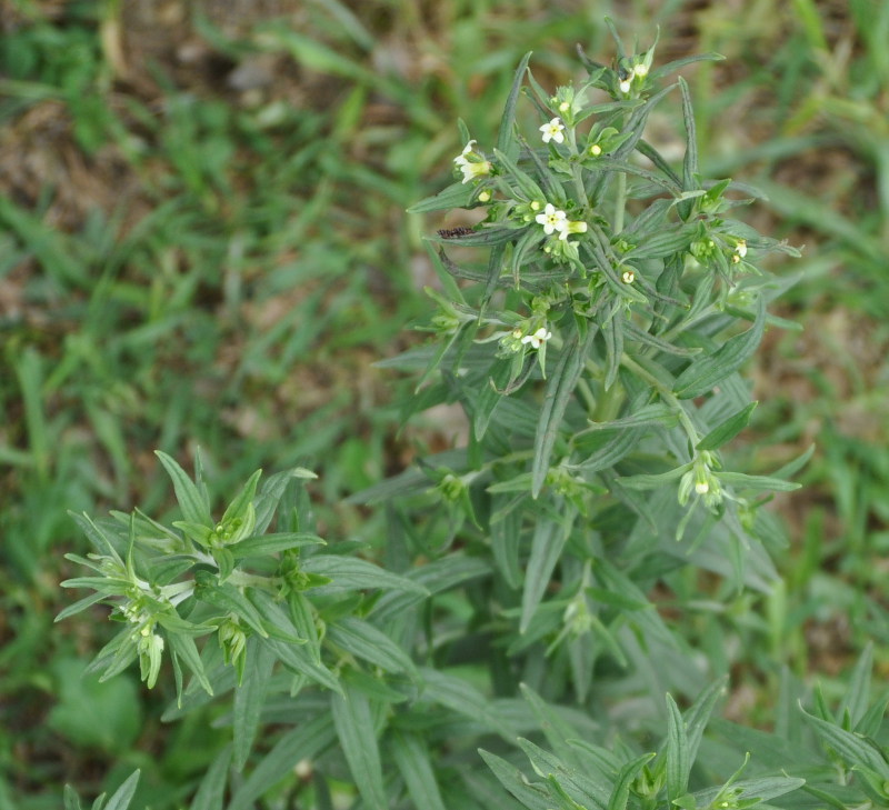 Image of Lithospermum officinale specimen.