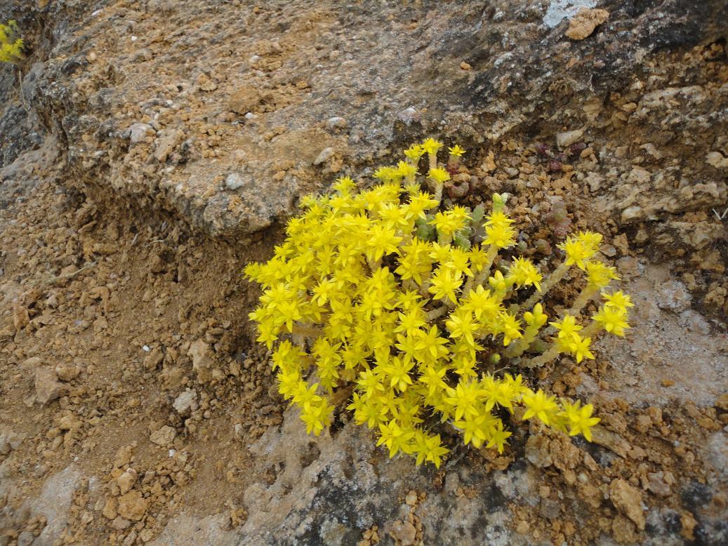 Image of Sedum acre specimen.