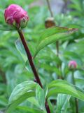 Paeonia lactiflora